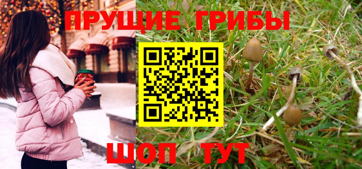 Псилоцибиновые грибы Psilocybe  купить наркотики цена  Вятские Поляны  Галлюциногенные грибы GOLDEN TEACHER  Вход с VPN 